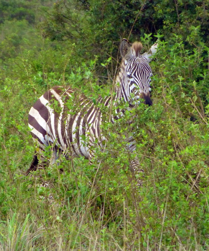 kenya gamedrive zebra