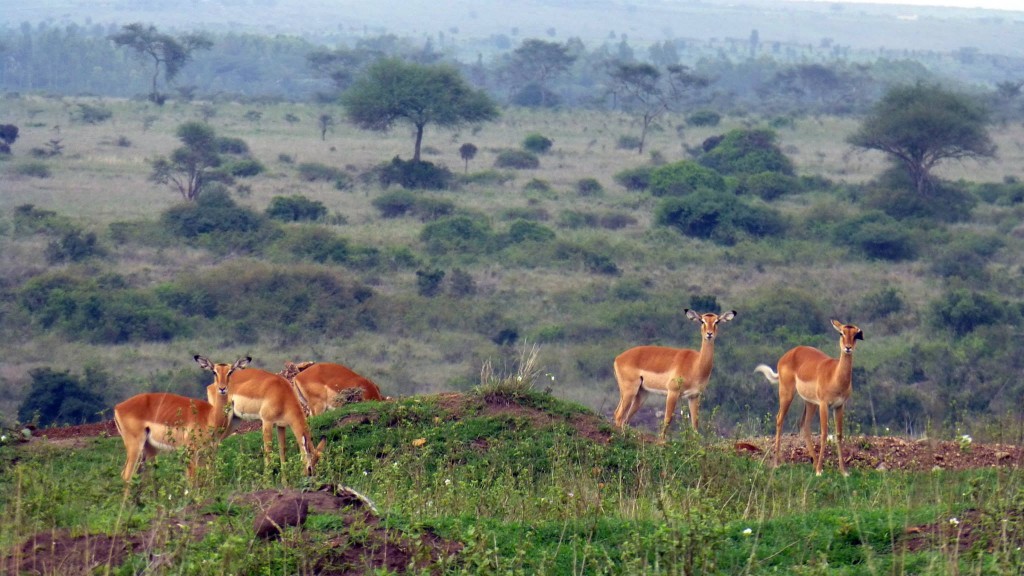 Nairobi National Park