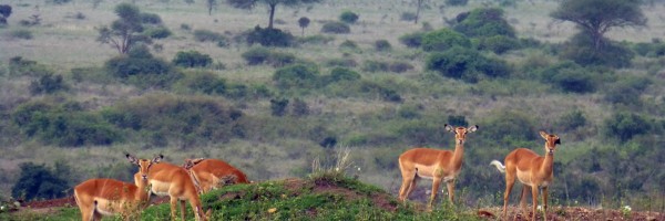 Nairobi National Park